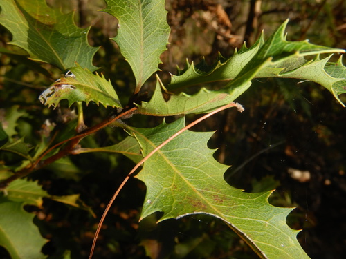 Lomatia ilicifolia (Lomatia ilicifolia)