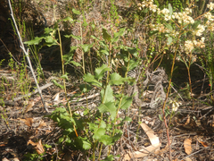 Lomatia ilicifolia (Lomatia ilicifolia)