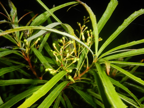 Lomatia myricoides (Lomatia myricoides)