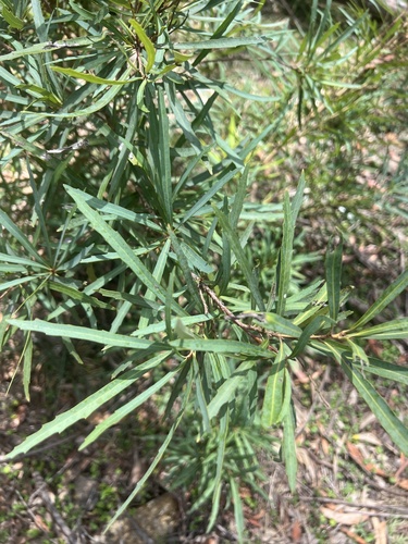 Lomatia myricoides (Lomatia myricoides)