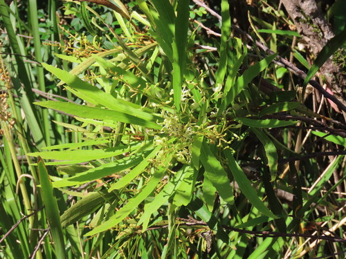 Lomatia myricoides (Lomatia myricoides)
