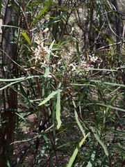 Lomatia myricoides (Lomatia myricoides)