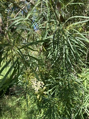 Lomatia myricoides (Lomatia myricoides)