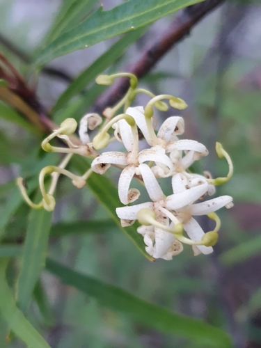 Lomatia myricoides (Lomatia myricoides)