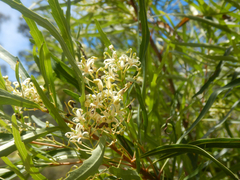 Lomatia myricoides (Lomatia myricoides)