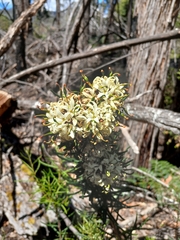 Lomatia polymorpha (Lomatia polymorpha)