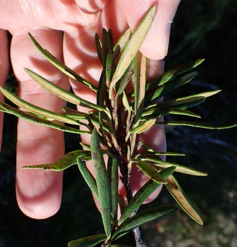 Lomatia polymorpha (Lomatia polymorpha)