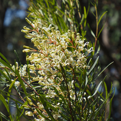 Lomatia polymorpha (Lomatia polymorpha)