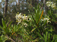 Lomatia polymorpha (Lomatia polymorpha)