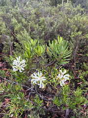 Lomatia polymorpha (Lomatia polymorpha)