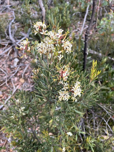 Lomatia polymorpha (Lomatia polymorpha)