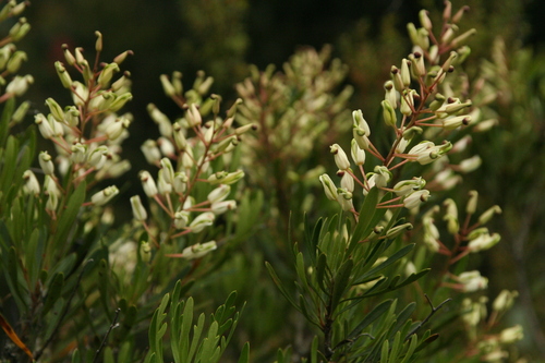 Lomatia polymorpha (Lomatia polymorpha)
