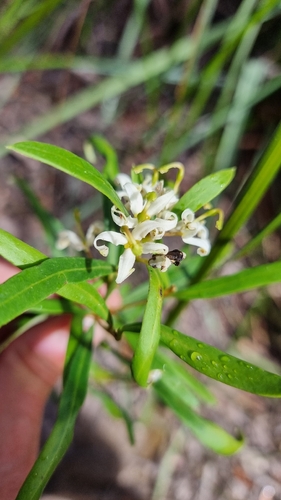 Lomatia polymorpha (Lomatia polymorpha)