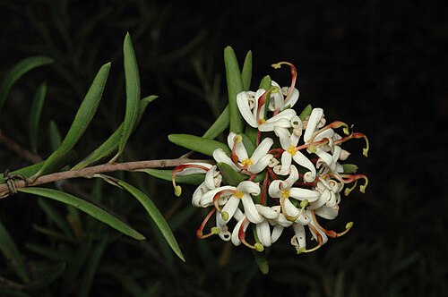 Lomatia polymorpha: Lomatia polymorpha