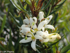 Lomatia polymorpha (Lomatia polymorpha)