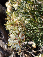 Lomatia polymorpha (Lomatia polymorpha)