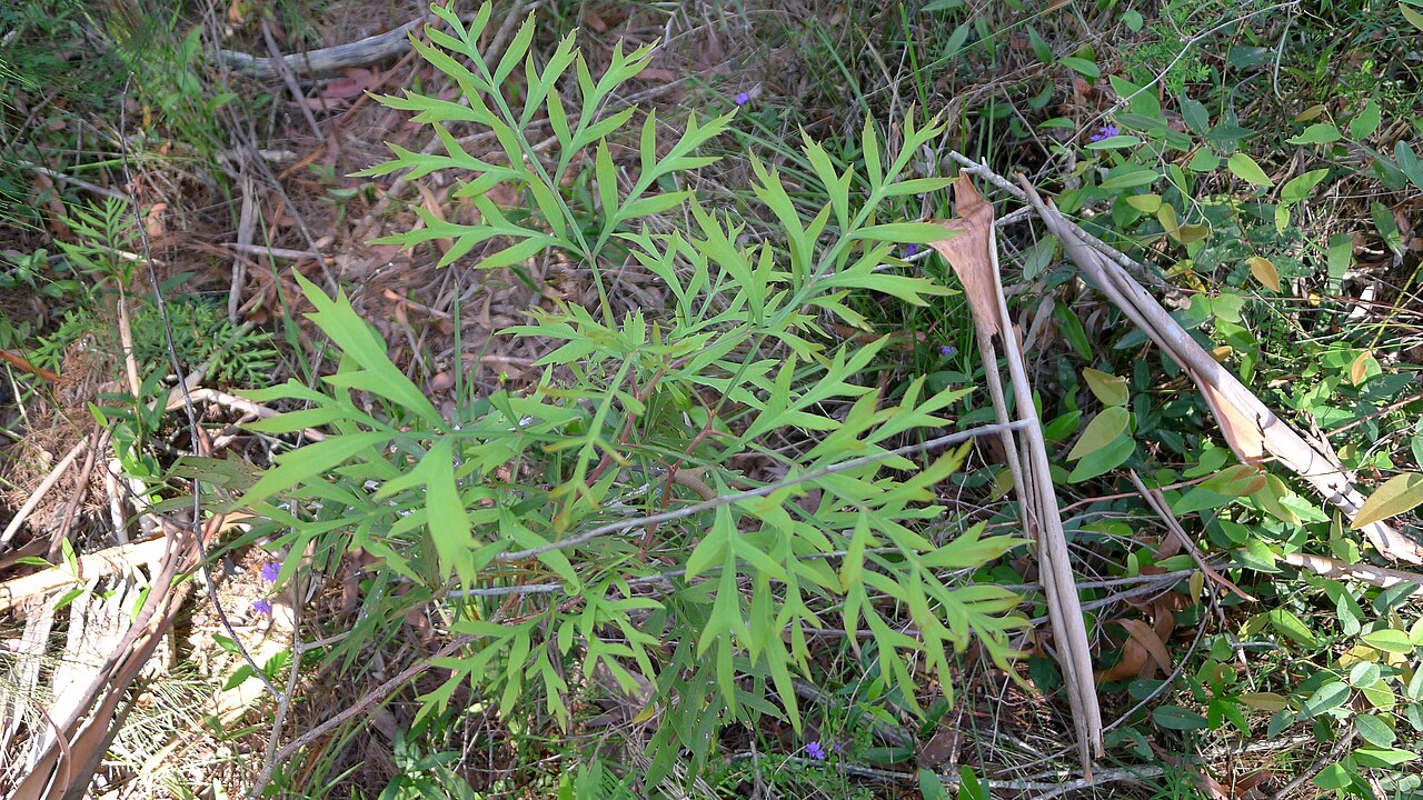 Lomatia silaifolia: Crinkle Bush, Lomatia silaifolia , leaves are deeply divided. Koonyum Range, Mullumbimby, NSW, Australia, December 2014.