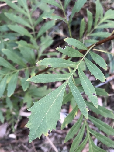 Lomatia silaifolia (Lomatia silaifolia)