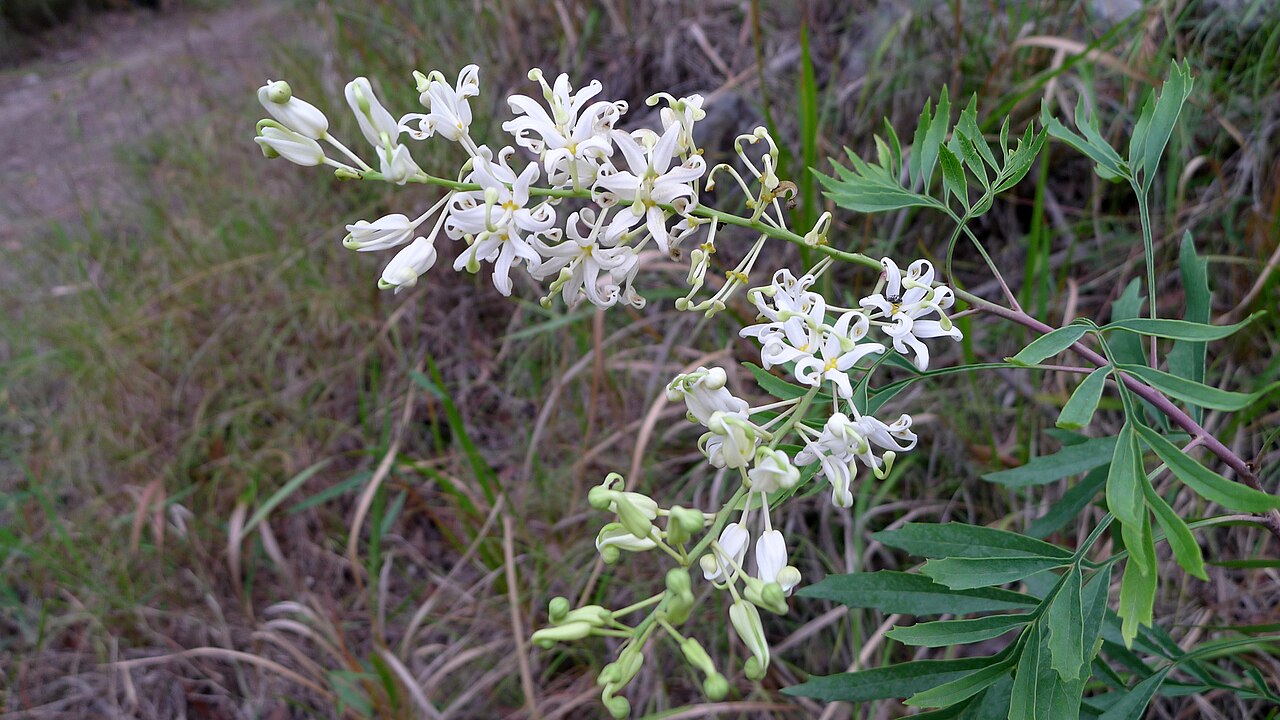 Lomatia silaifolia: Crinkle Bush, Lomatia silaifolia , flowers. Koonyum Range, Mullumbimby, NSW, Australia, December 2014.