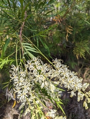 Lomatia silaifolia (Lomatia silaifolia)