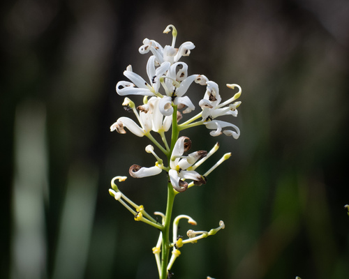 Lomatia silaifolia (Lomatia silaifolia)