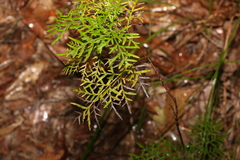 Lomatia silaifolia (Lomatia silaifolia)