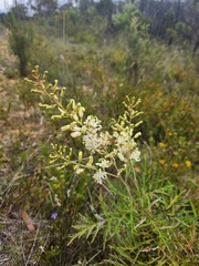 Lomatia silaifolia (Lomatia silaifolia)