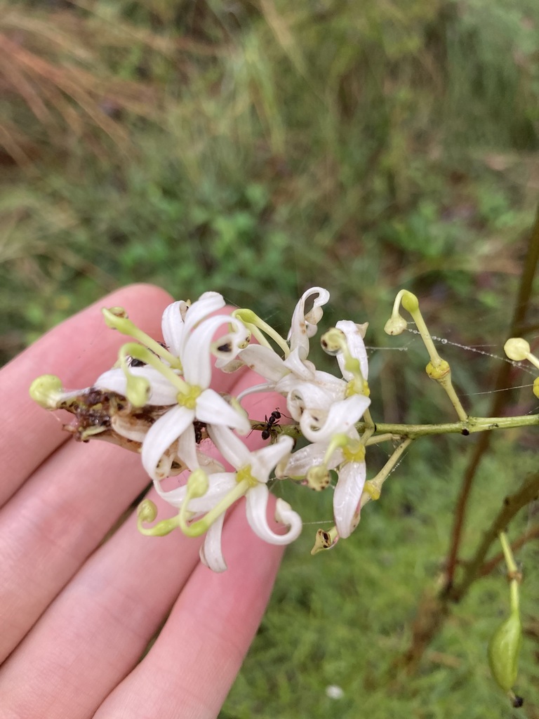 Lomatia silaifolia (Lomatia silaifolia)