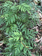 Lomatia silaifolia (Lomatia silaifolia)