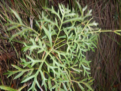 Lomatia silaifolia (Lomatia silaifolia)