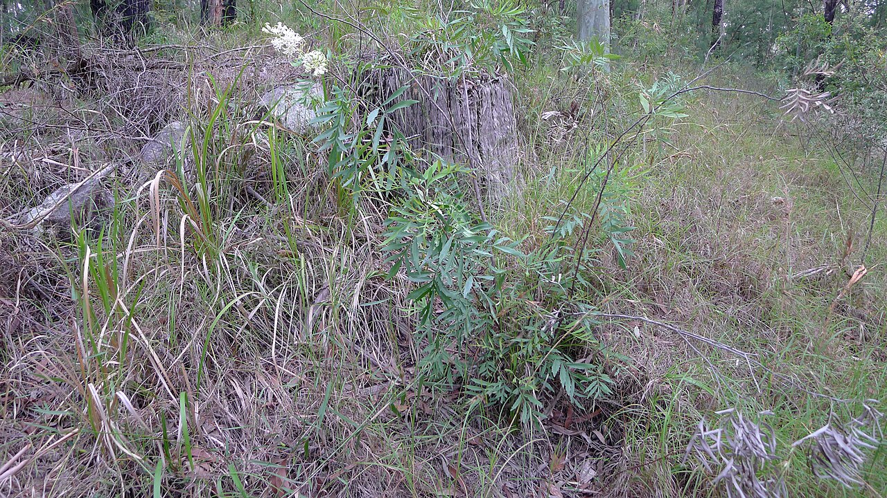 Lomatia silaifolia: Crinkle Bush, Lomatia silaifolia , habit. Koonyum Range, Mullumbimby, NSW, Australia, December 2014.