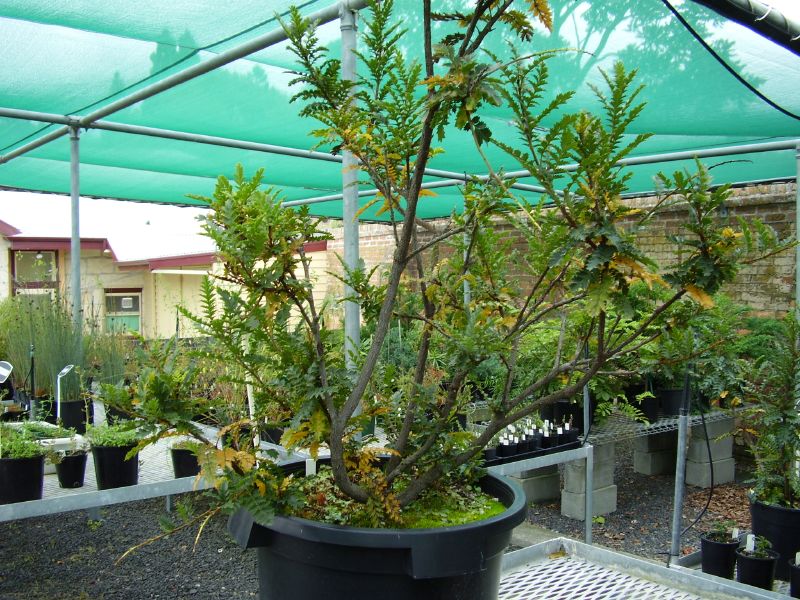 Lomatia tasmanica: Lomatia tasmanica