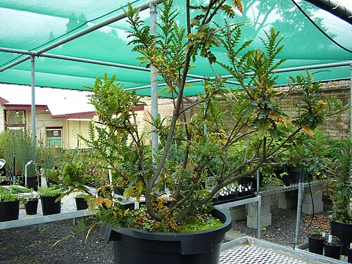 Lomatia tasmanica: Lomatia tasmanica
