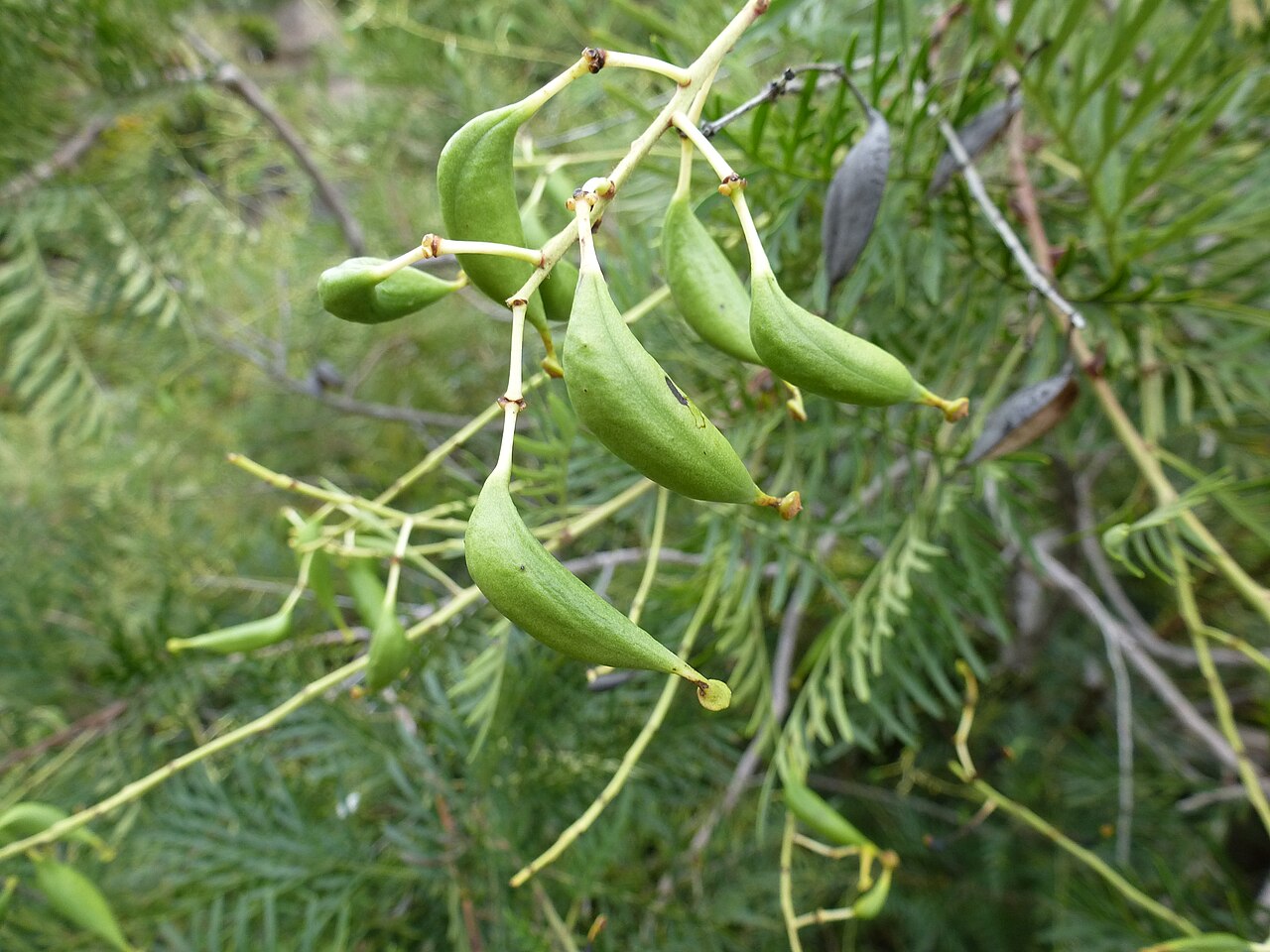 Lomatia tinctoria: Lomatia tinctoria fruit in ANBG