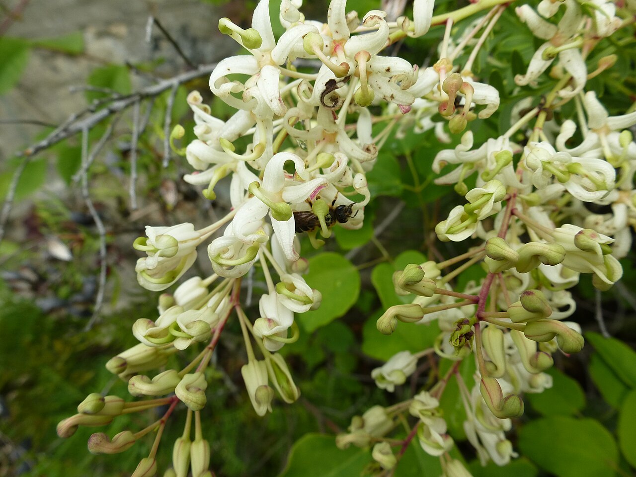 Lomatia tinctoria: Lomatia tinctoria flowerin in Edinburgh Botanic Gardens