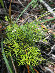 Lomatia tinctoria (Lomatia tinctoria)