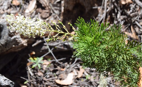 Lomatia tinctoria (Lomatia tinctoria)