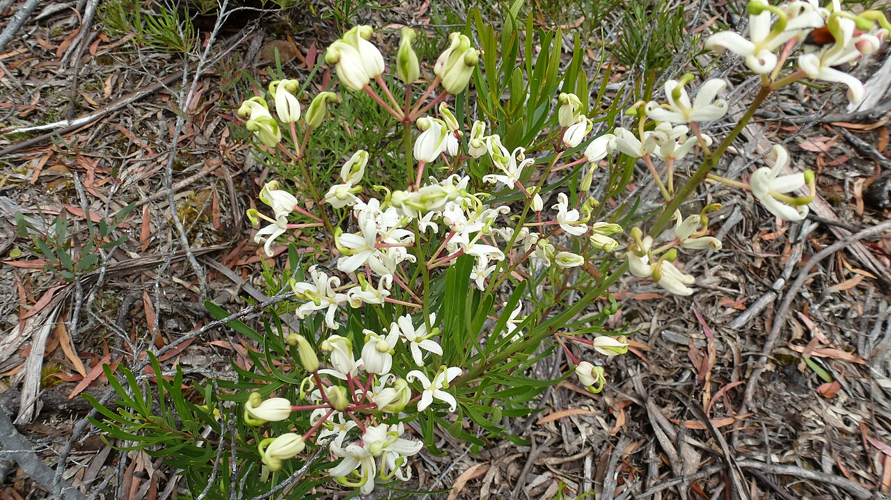 Lomatia tinctoria: Lomatia tinctoria x polymorpha growing near Lake St Clair.