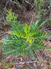 Lomatia tinctoria (Lomatia tinctoria)