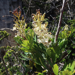Lomatia tinctoria (Lomatia tinctoria)