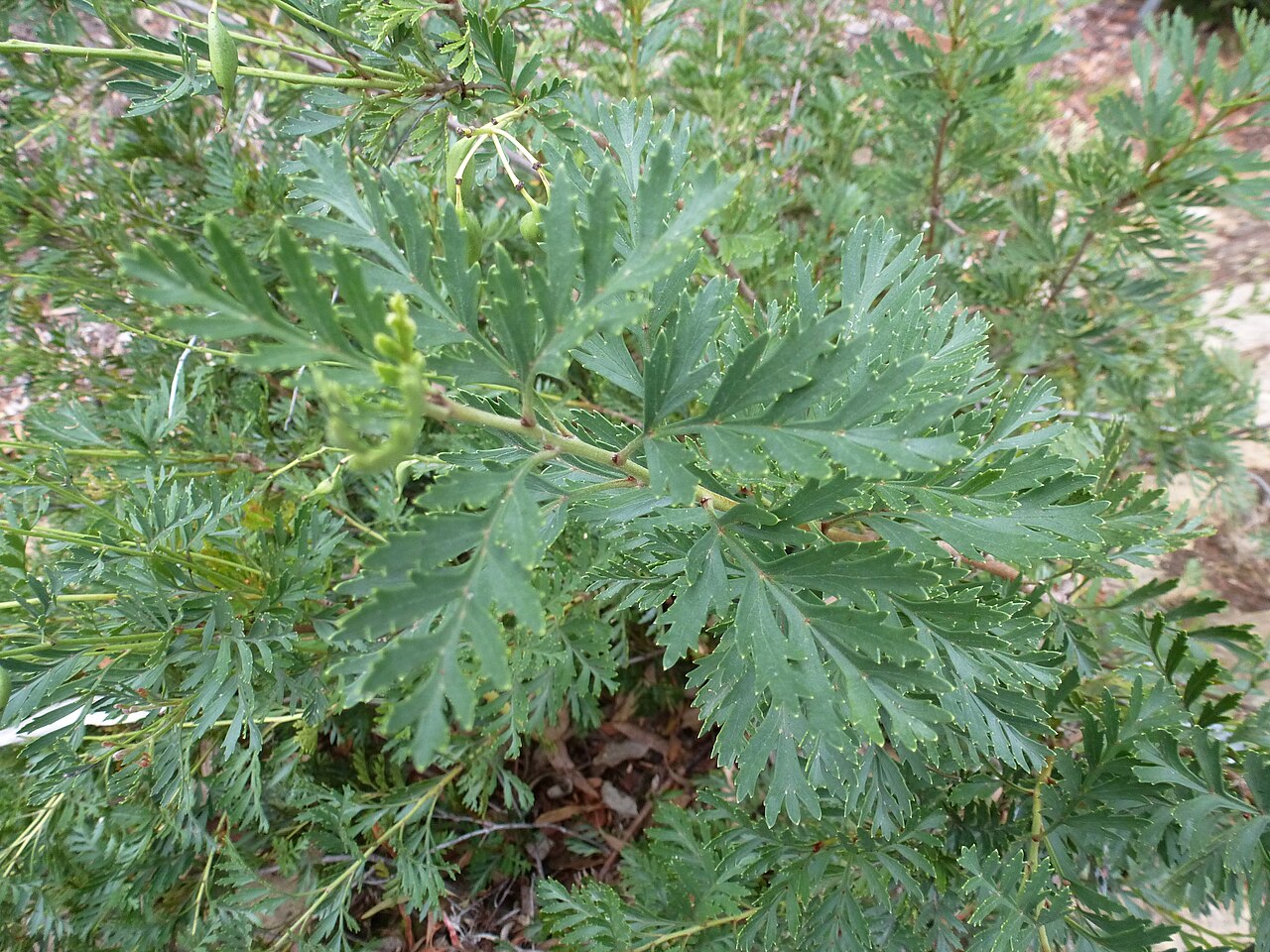 Lomatia tinctoria: Lomatia tinctoria
