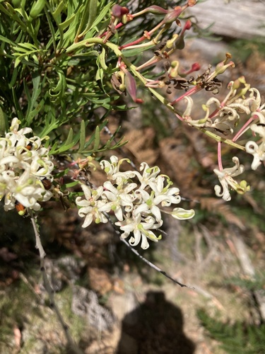Lomatia tinctoria (Lomatia tinctoria)