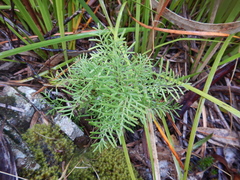 Lomatia tinctoria (Lomatia tinctoria)