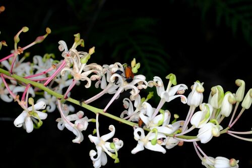 Lomatia tinctoria (Lomatia tinctoria)
