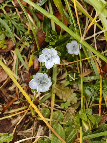 Lomatogonium carinthiacum (Lomatogonium carinthiacum)