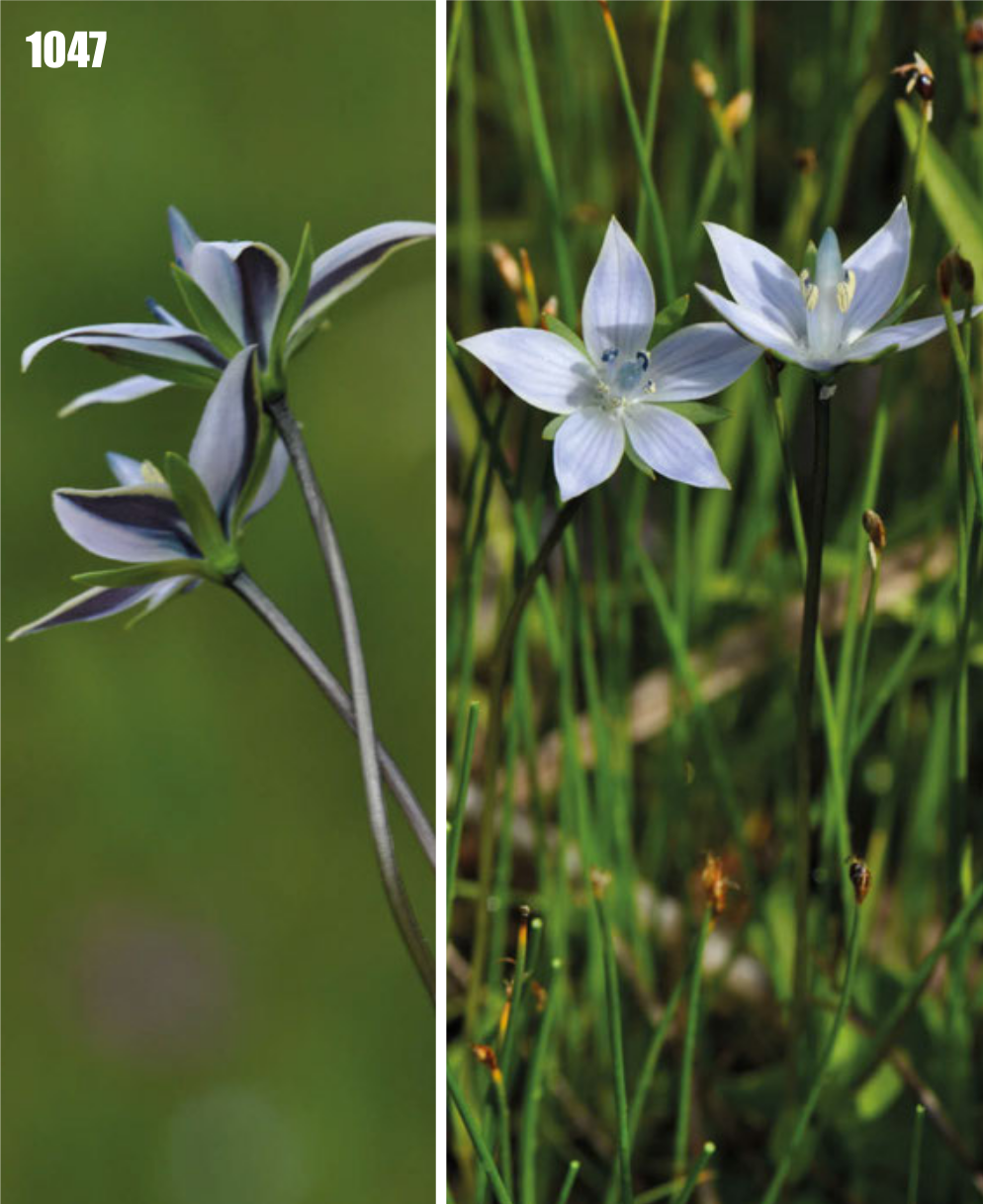 Lomatogonium carinthiacum: Lomatogonium carinthiacum, Tajikistan