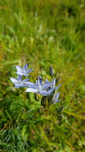 Lomatogonium carinthiacum (Lomatogonium carinthiacum)