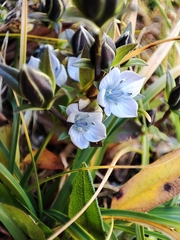 Lomatogonium carinthiacum (Lomatogonium carinthiacum)
