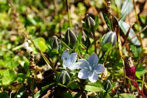 Lomatogonium carinthiacum (Lomatogonium carinthiacum)