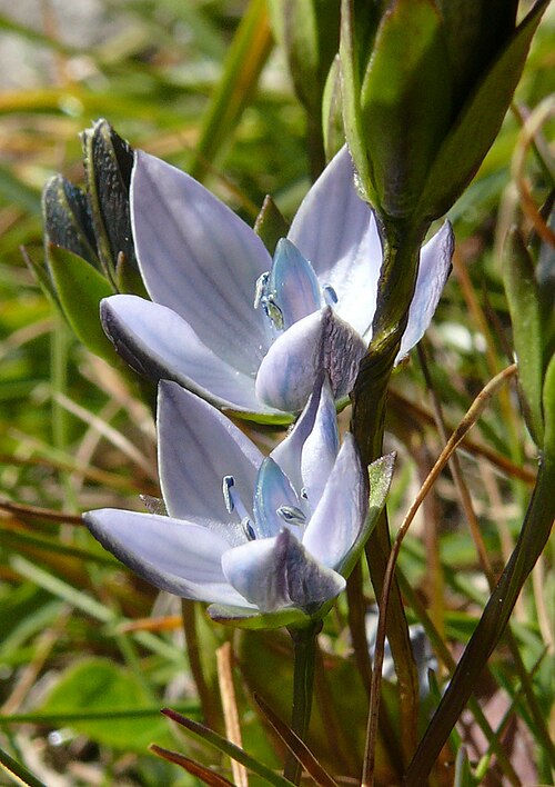 Lomatogonium carinthiacum: Lomatogonium carinthiacum , Naturpark Puez-Geisler, Italy